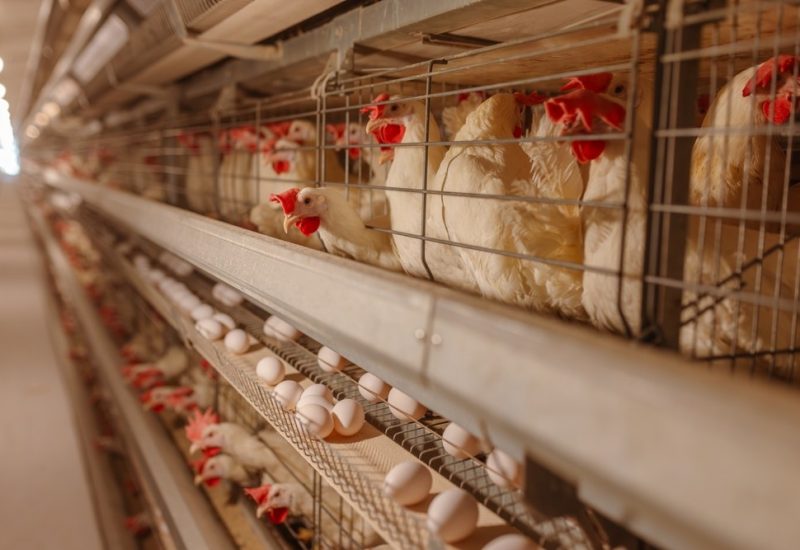 chicken_poultry